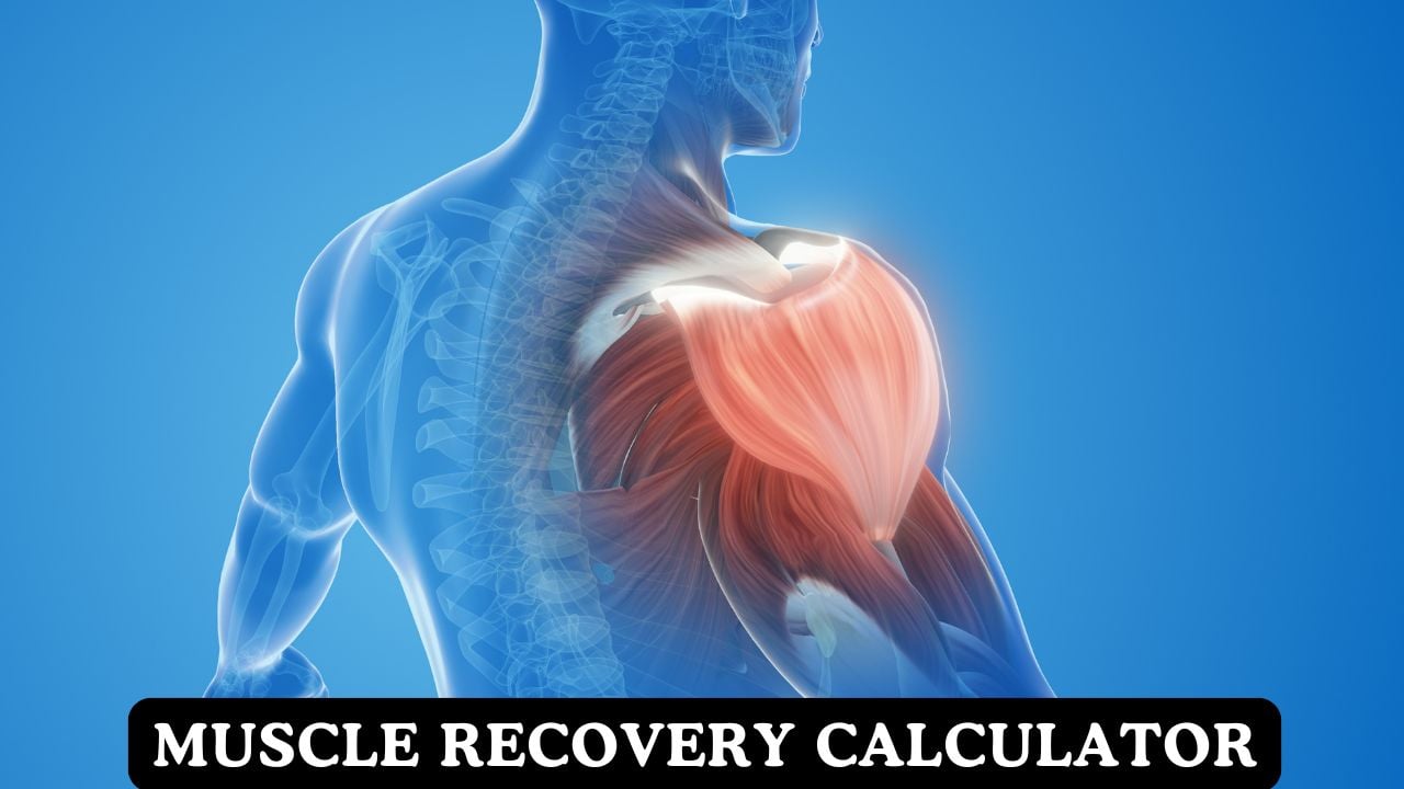 Muscle Recovery Calculator