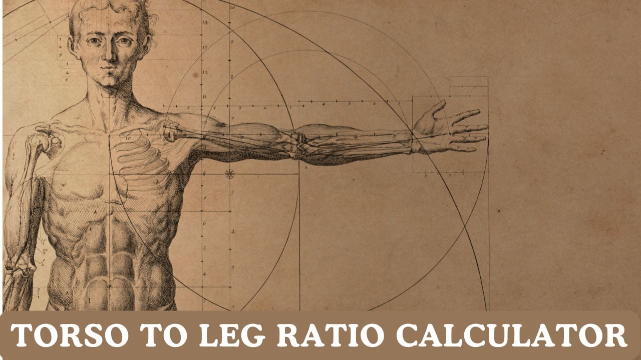 Torso to Leg Ratio Calculator